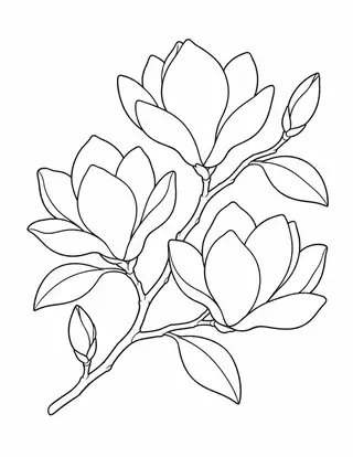 Magnolia Blossoms on a Branch
