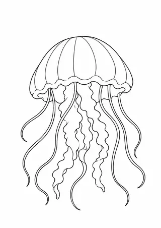 Jellyfish Floating in Water