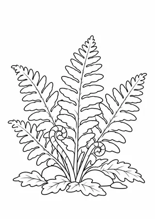 Fern Cluster on the Forest Floor