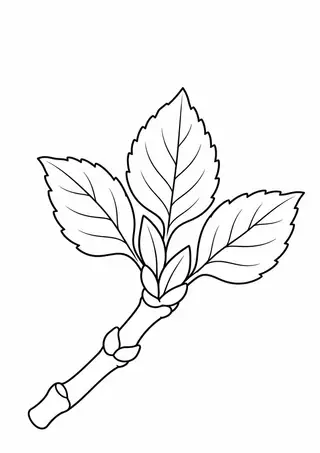 New Leaves at a Branch Tip