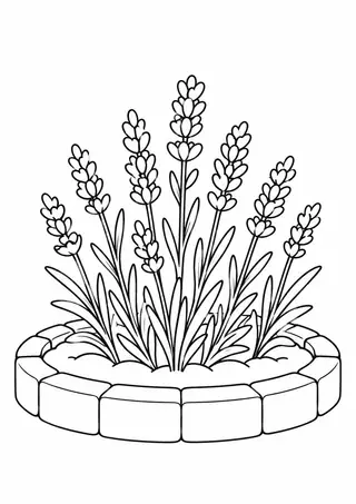 Lavender in a Round Bed