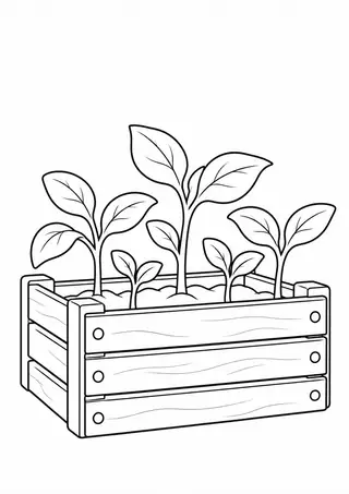 Seedlings in a Wooden Crate