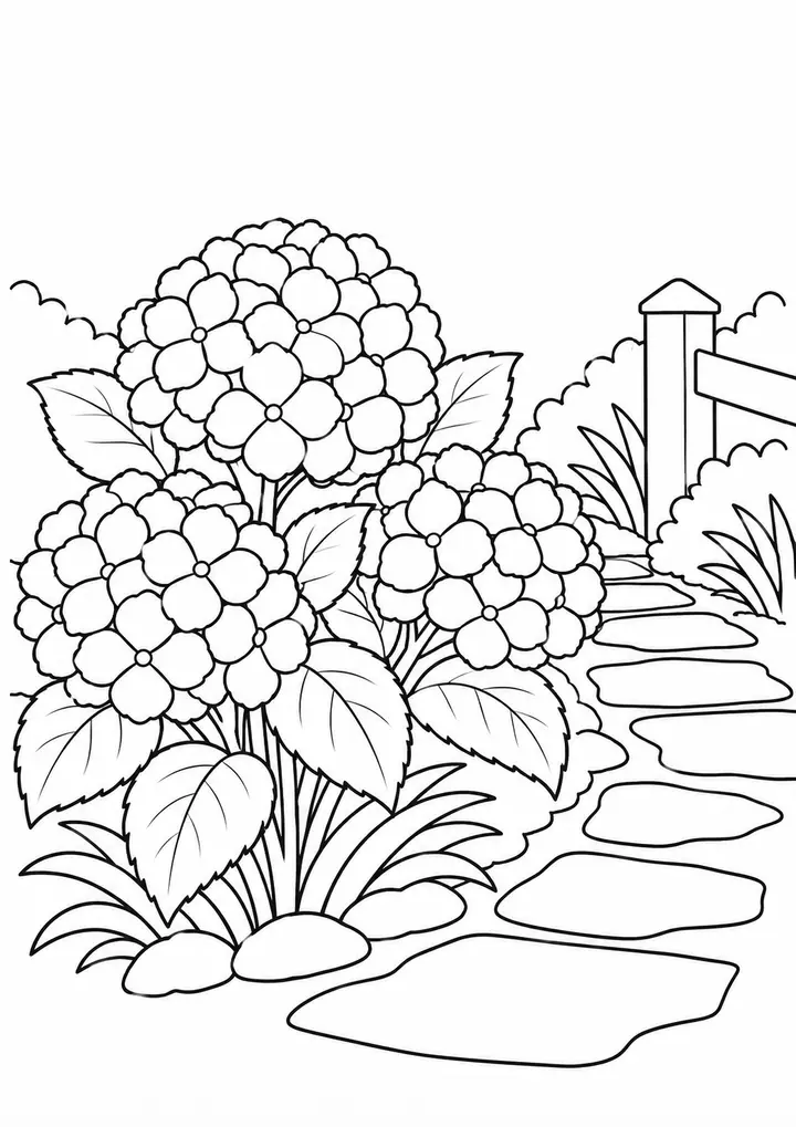 Hydrangea beside a Garden Path line art