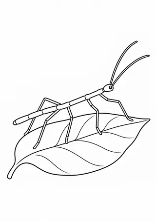 Stick Insect on a Leaf