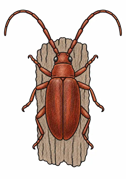Color example