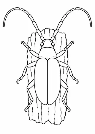 Longhorn Beetle on Bark