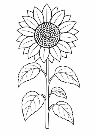 Tall Summer Sunflower