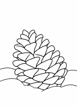 Pinecone on Snow