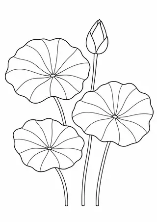 Lotus Leaves in Summer