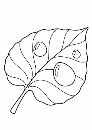 Broad Leaf with Raindrops