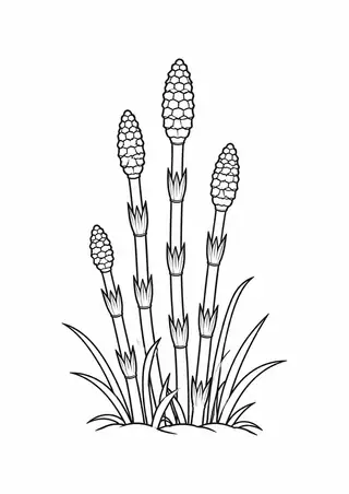 Horsetails Growing in Spring