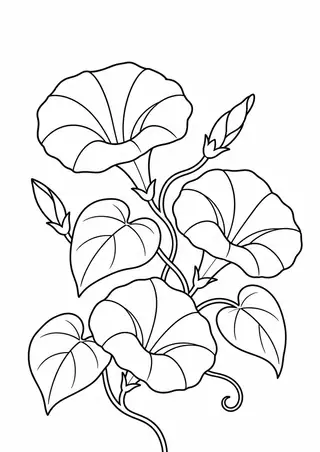 Summer Morning Glory Vine