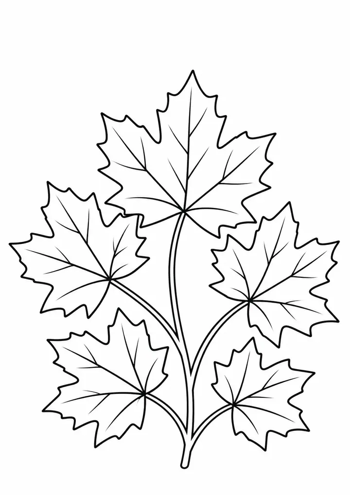Autumn Maple Leaves line art