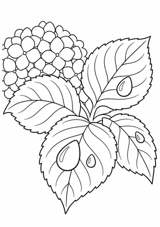 Hydrangea Leaves with Raindrops