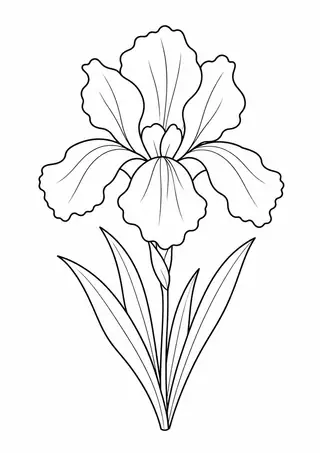 アイリスの花