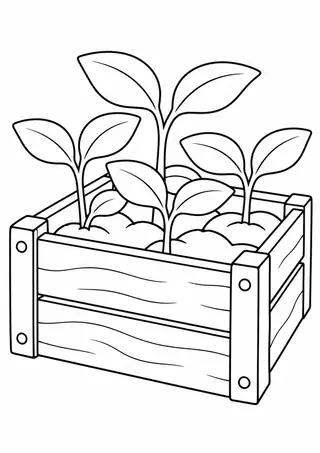 木箱の苗