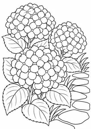 植え込みのアジサイ
