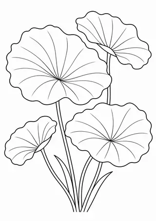 夏の蓮の葉