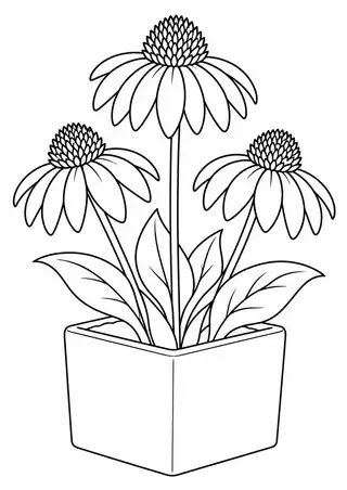 エキナセアと角い陶器の鉢