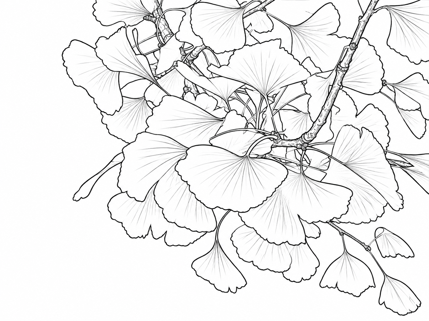 イチョウの葉と枝の塗り絵線画